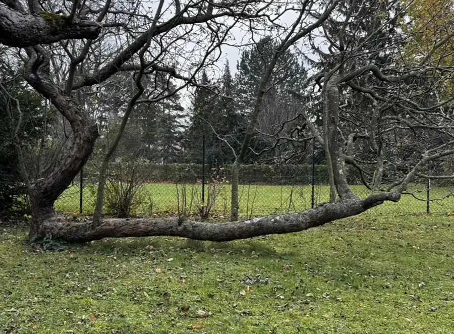 Treebrothers Arbeitsbild 18
