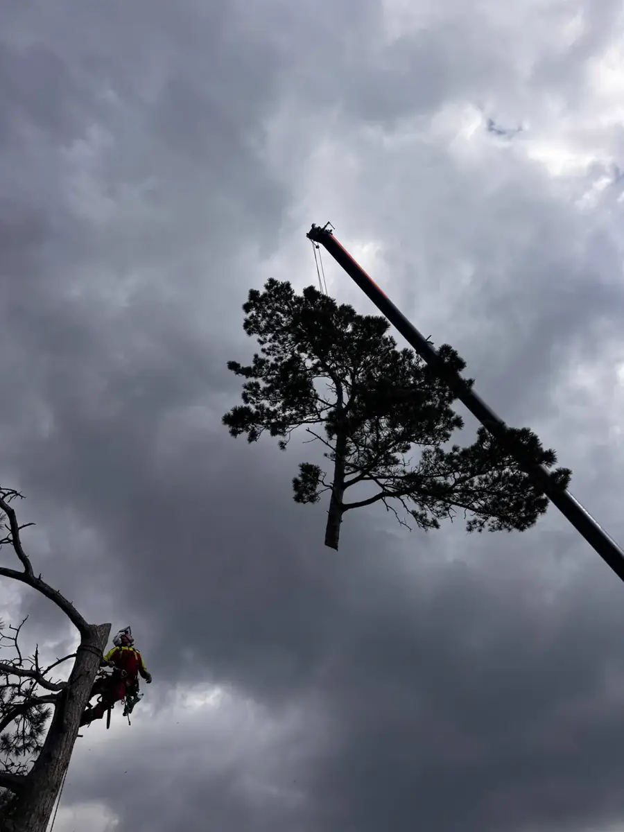 Treebrothers Baumentfernung, Projekt 1