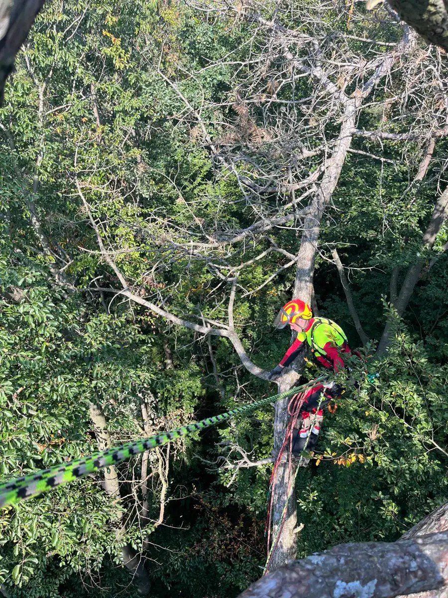 Treebrothers Baumentfernung, Projekt 2