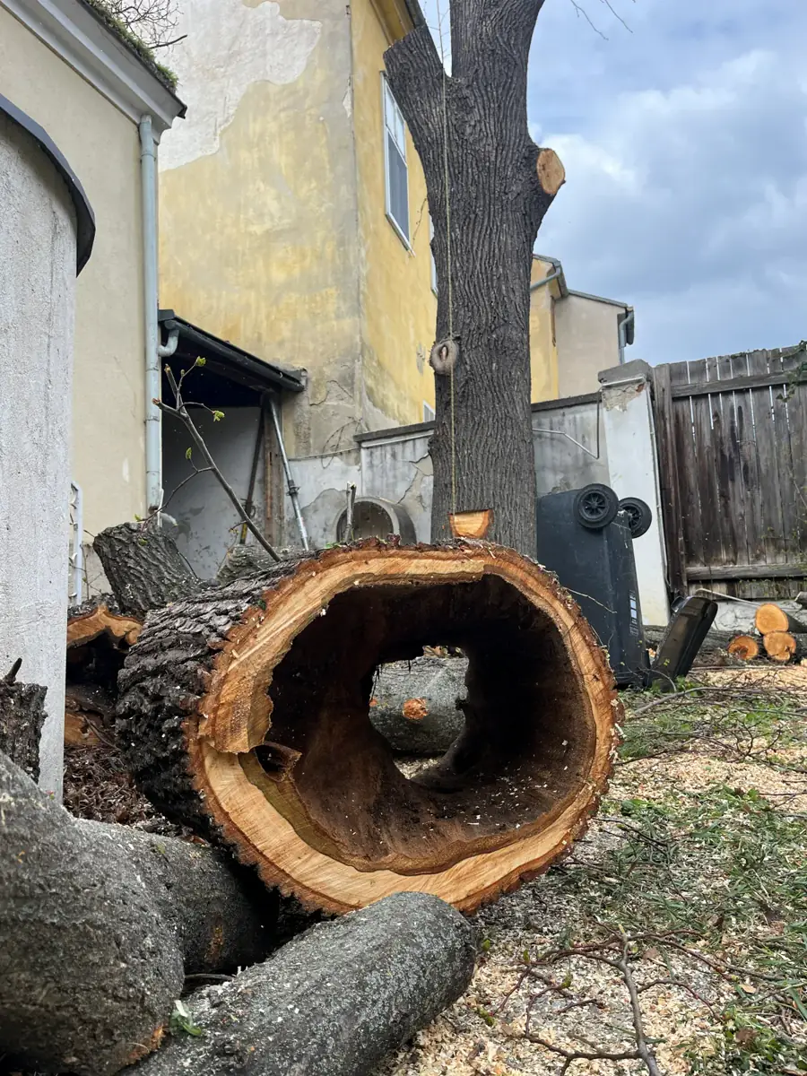 Treebrothers Baumentfernung, Projekt 4