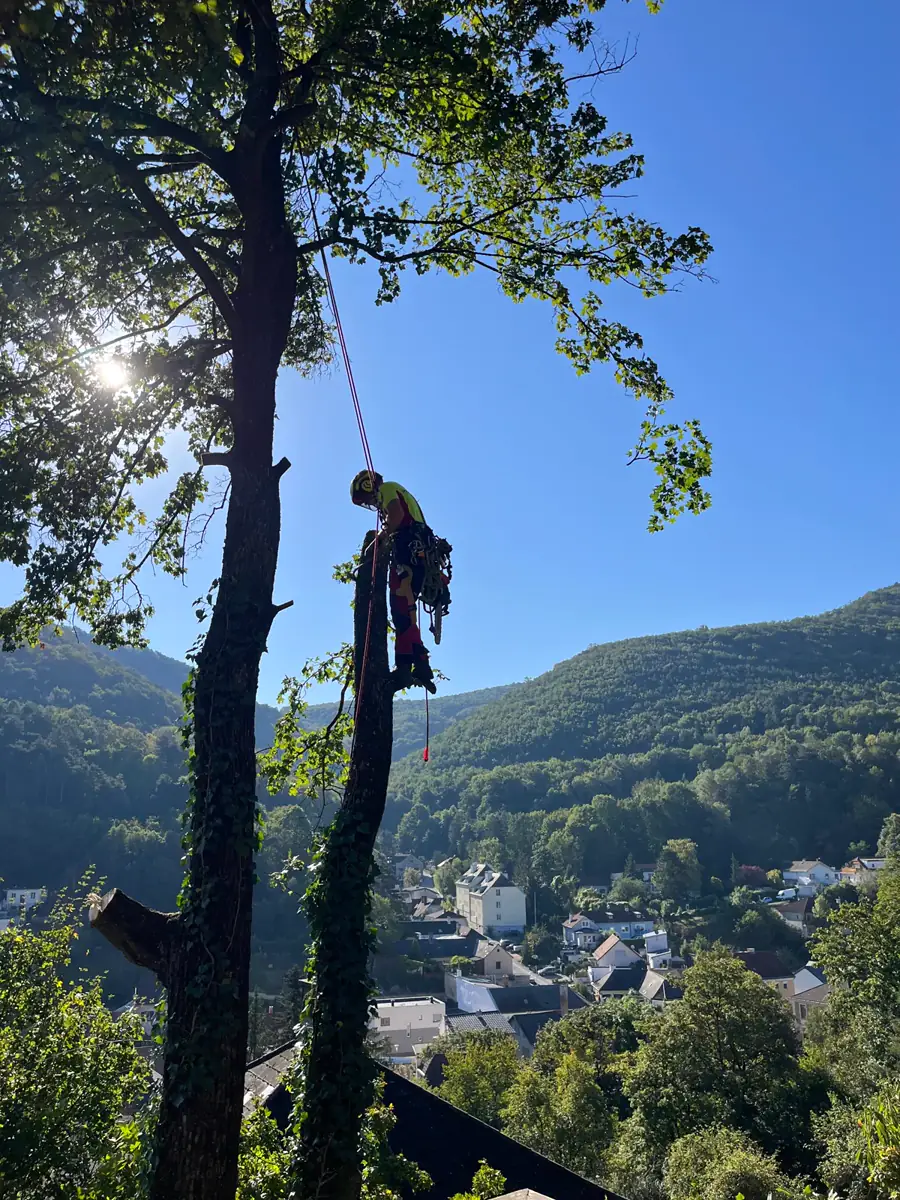 Treebrothers Baumentfernung, Projekt 5