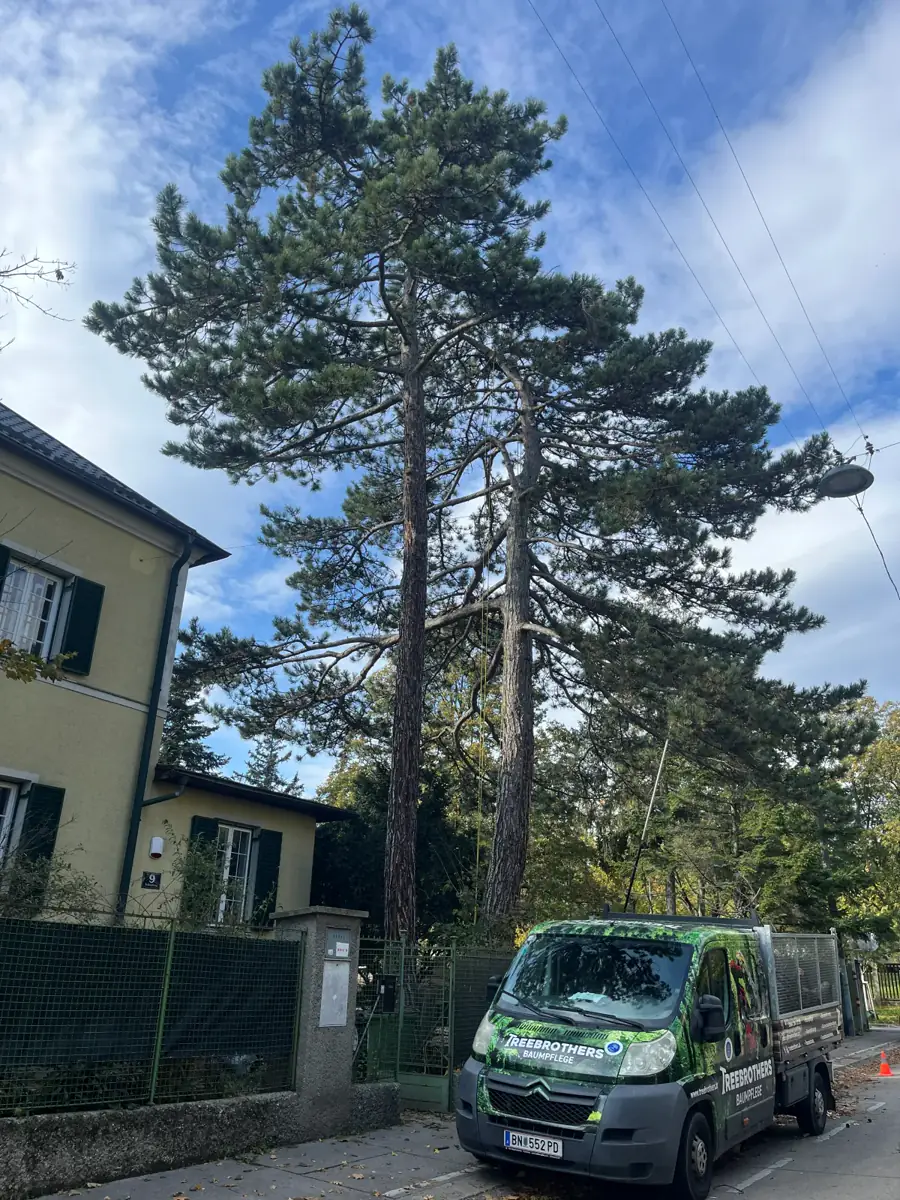 Treebrothers Baumkontrolle, Projekt 2
