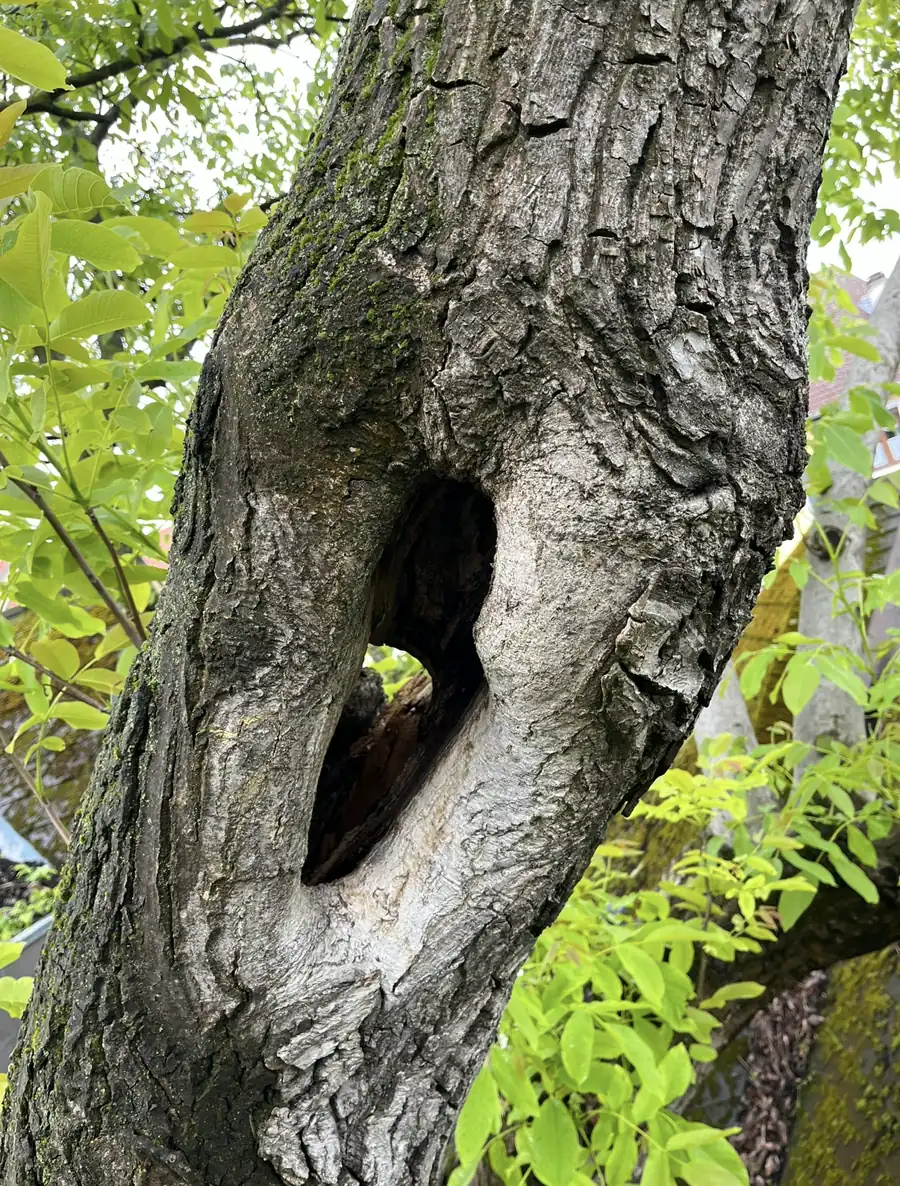 Treebrothers Baumkontrolle, Projekt 5