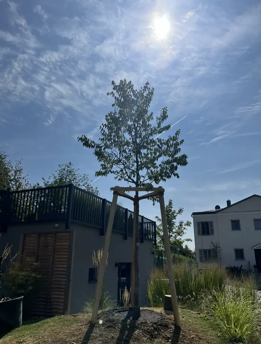 Treebrothers Baumpflanzung, Projekt 4