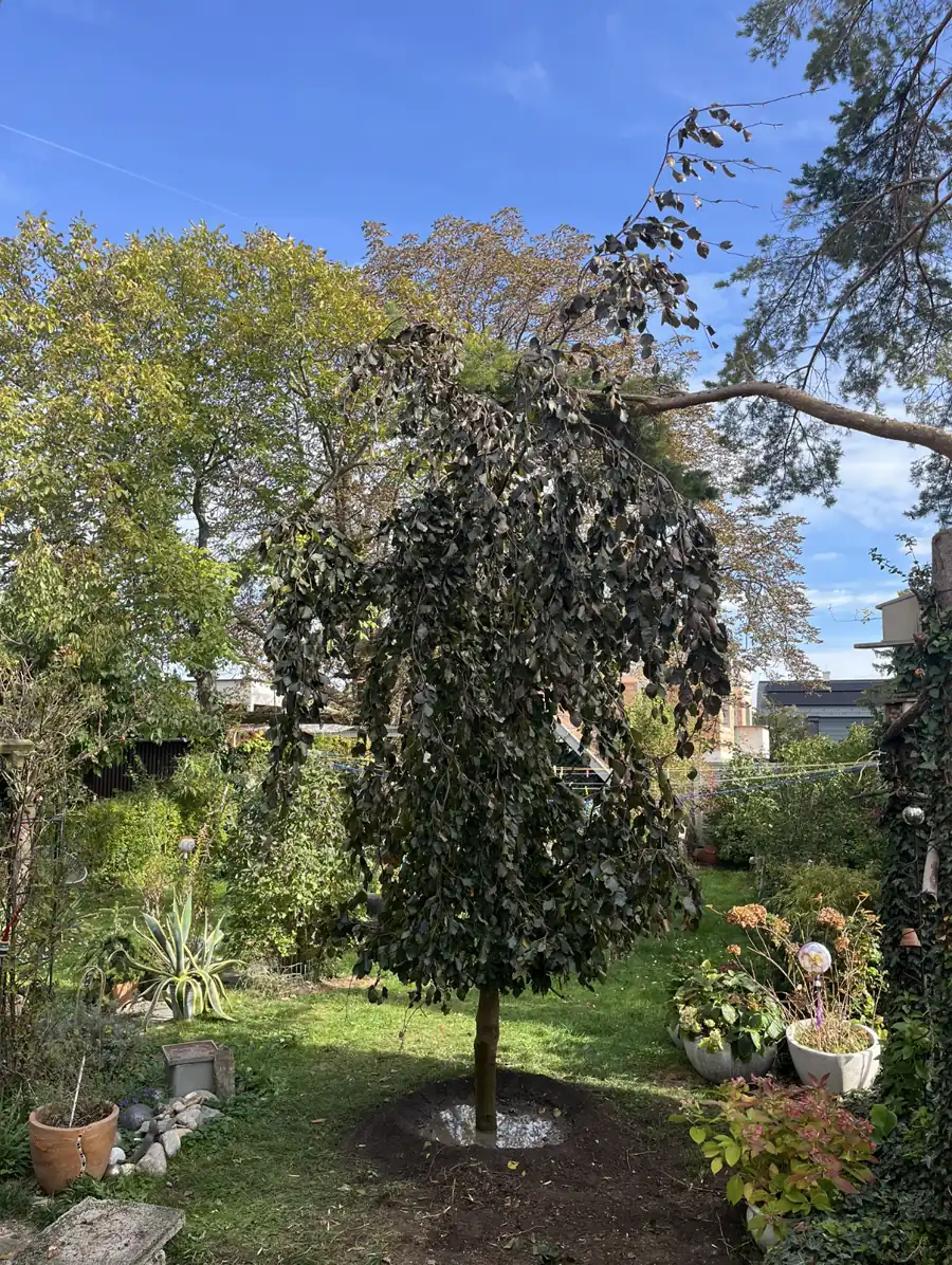 Treebrothers Baumpflanzung, Projekt 5