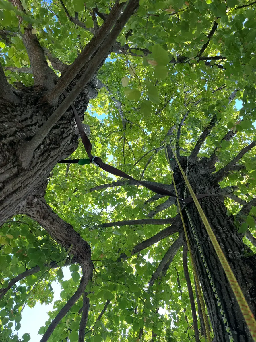 Treebrothers Baumpflege, Projekt 6