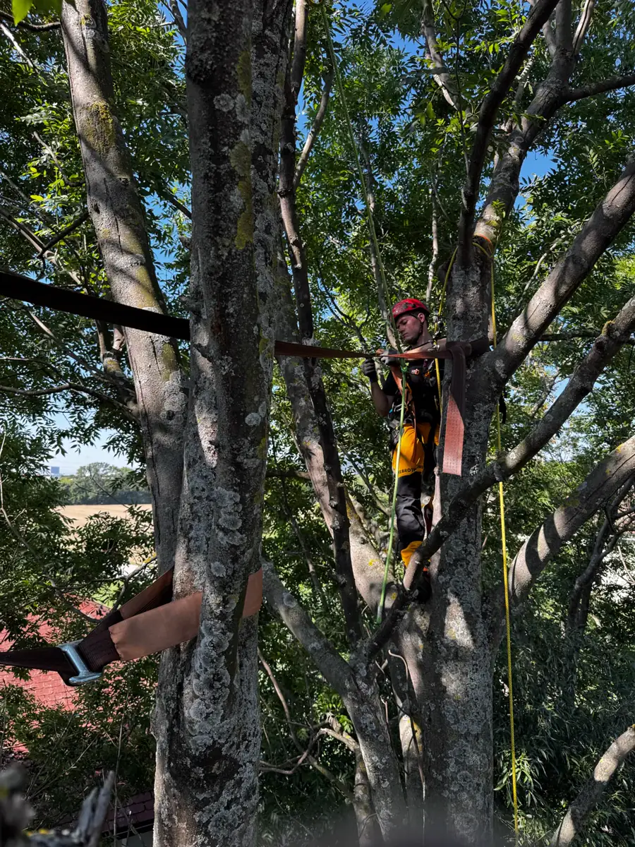 Treebrothers Baumpflege, Projekt 7